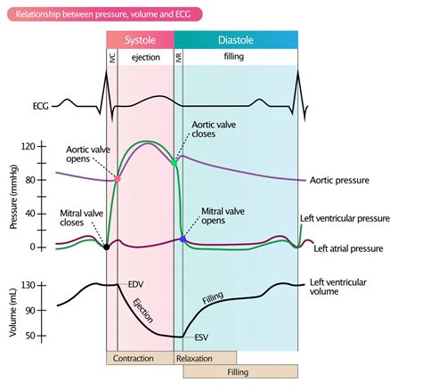 lv pressure tracing|left ventricular pressure range chart.